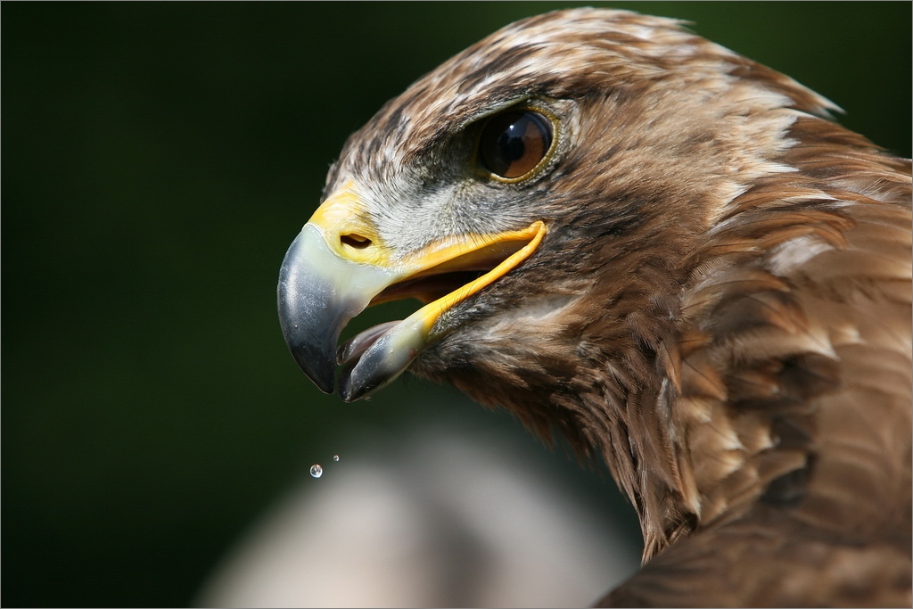 Adler bei Greifvogelschau