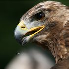 Adler bei Greifvogelschau