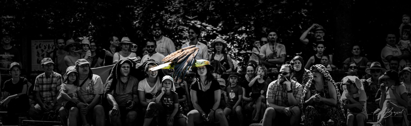 Adler bei Poing Wildpark