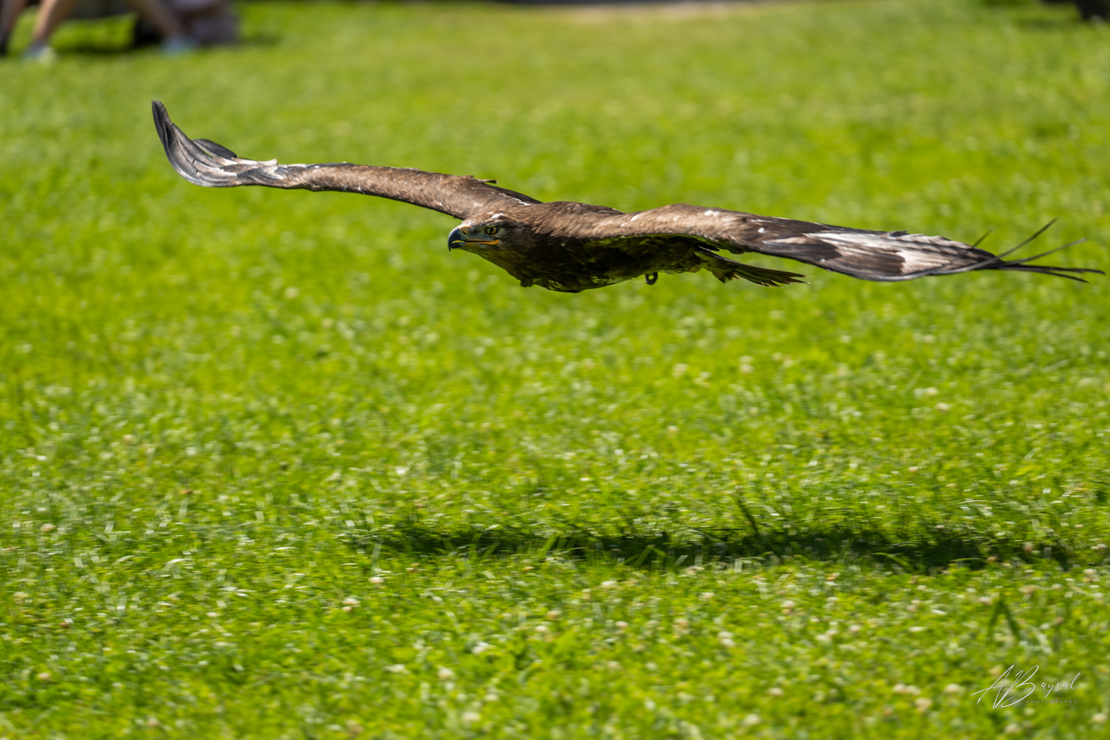 Adler bei Poing Wildpark