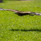 Adler bei Poing Wildpark