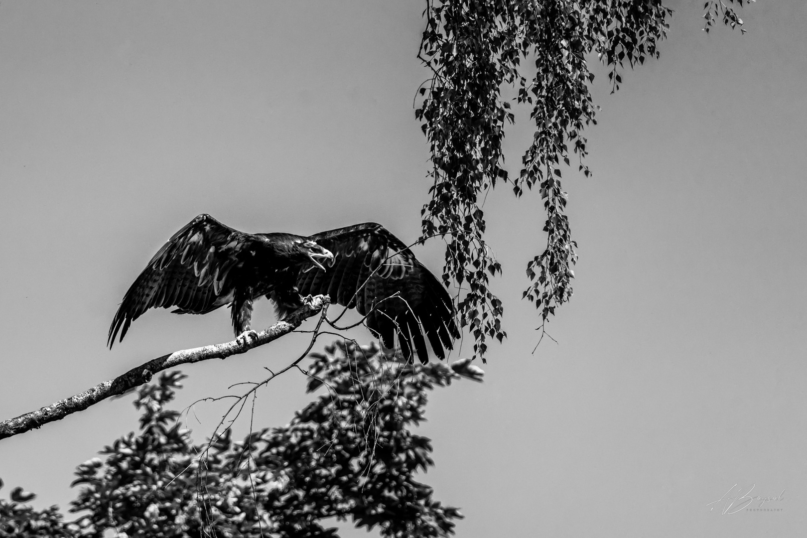 Adler bei Poing Wildpark