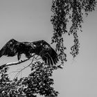 Adler bei Poing Wildpark