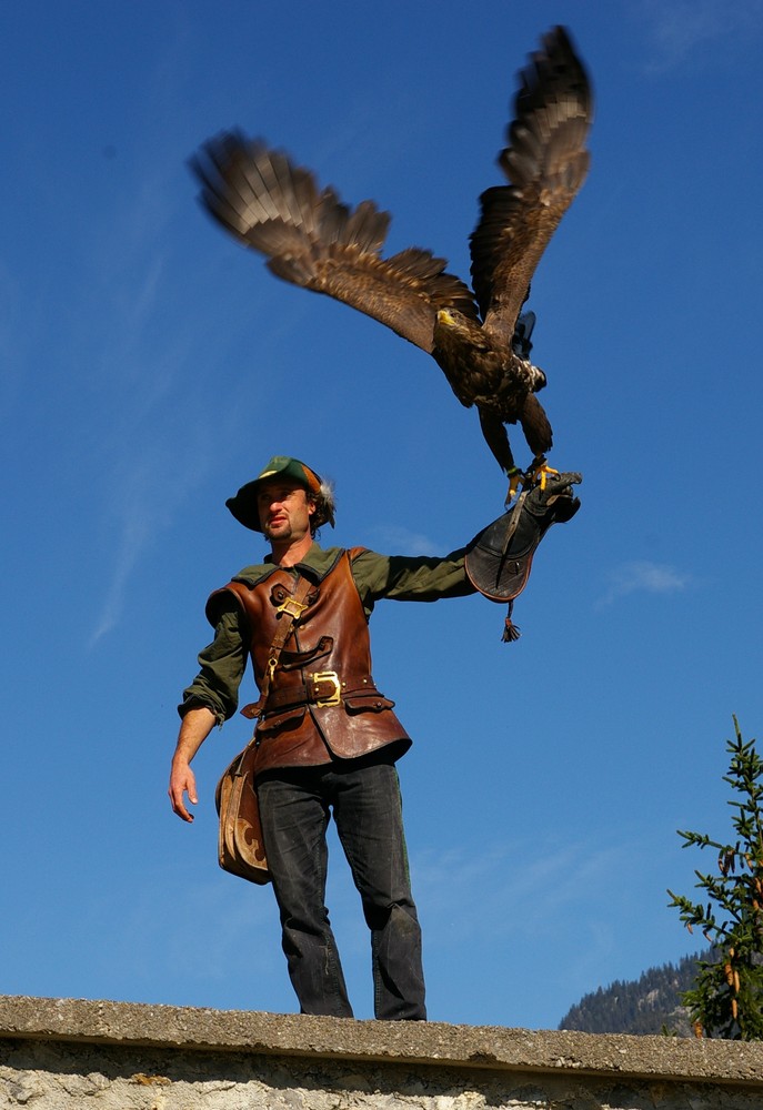 Adler beim Abflug - Greifvogelschau Burg Werfen (A)
