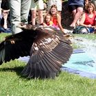 Adler beim fischen