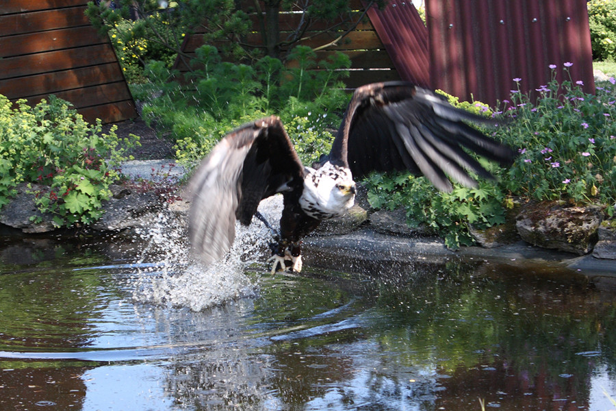 Adler beim fischen