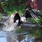 Adler beim fischen