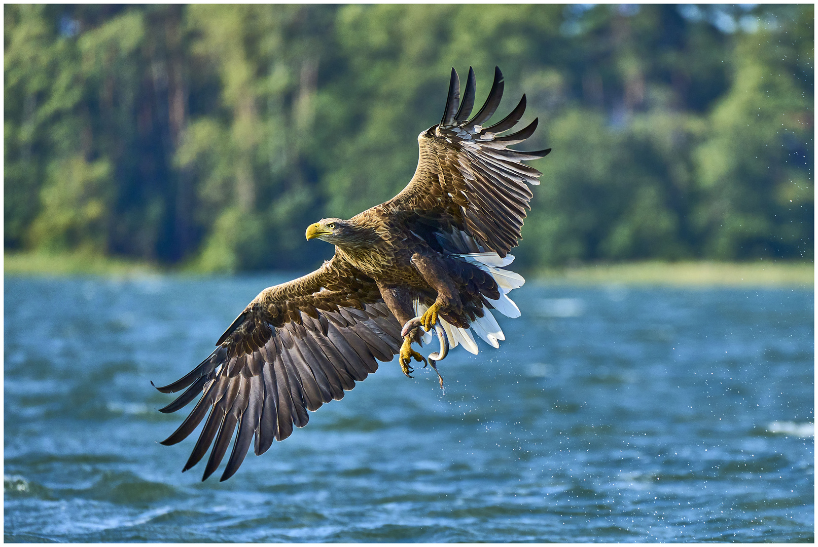 Adler beim Fischen