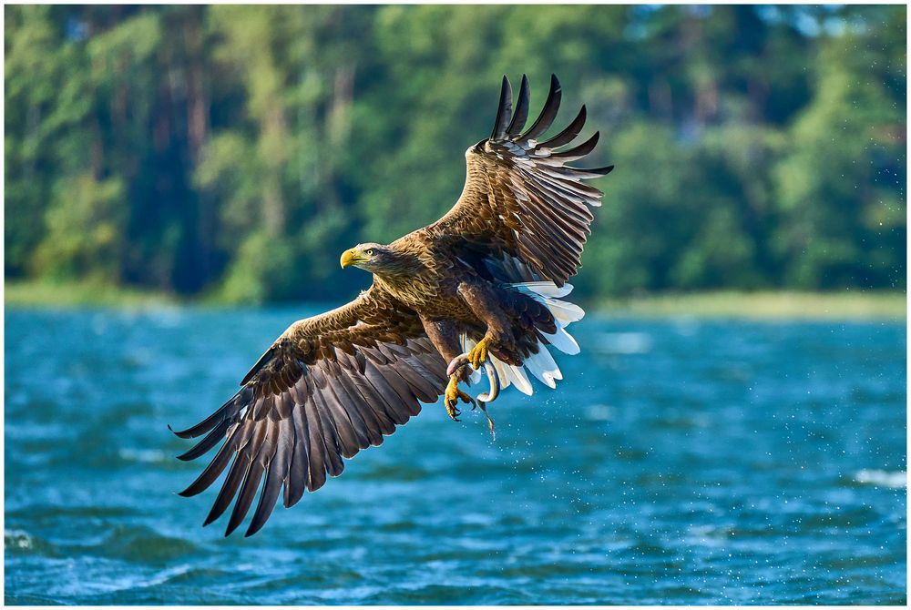 Adler beim Fischen