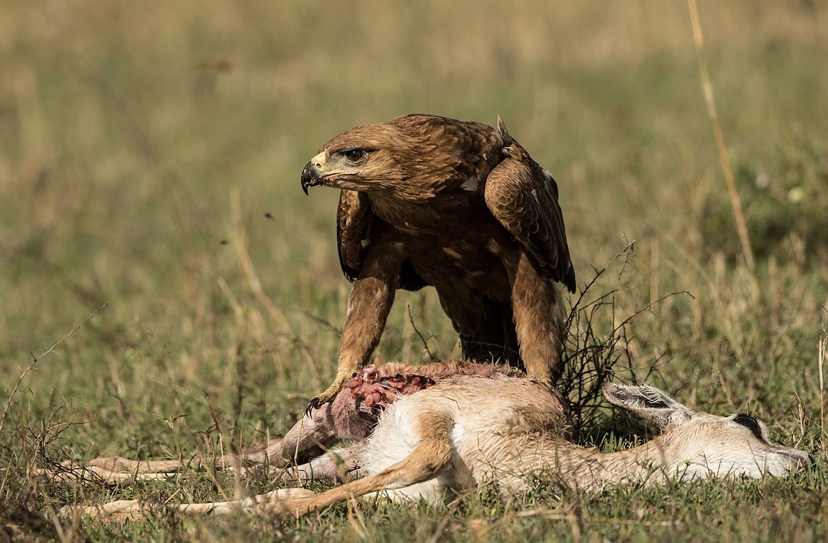 Adler beim fressen