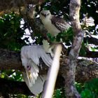 Adler beim Frühstück