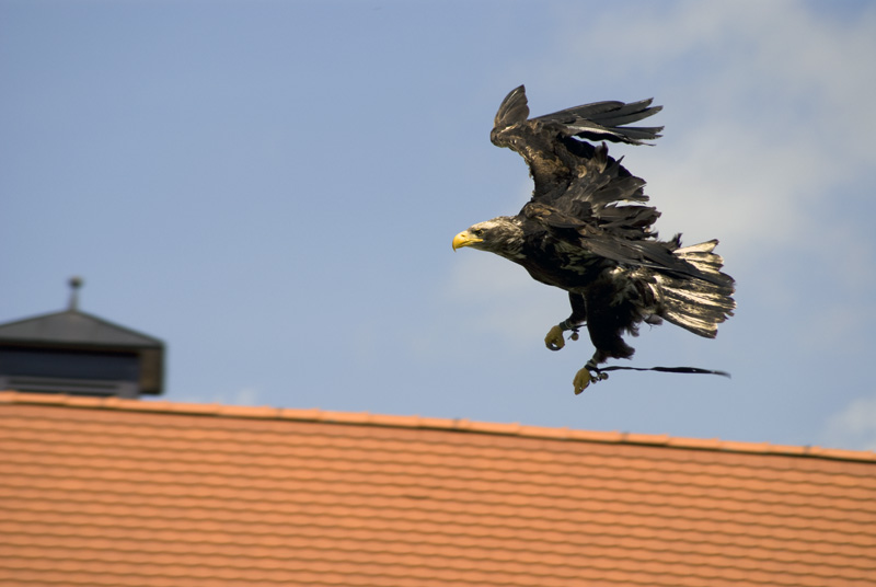 Adler beim Landeanflug