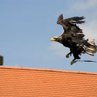 Adler beim Landeanflug