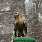 Adler beim Sparrenburgfest in Bielefeld Teil 1