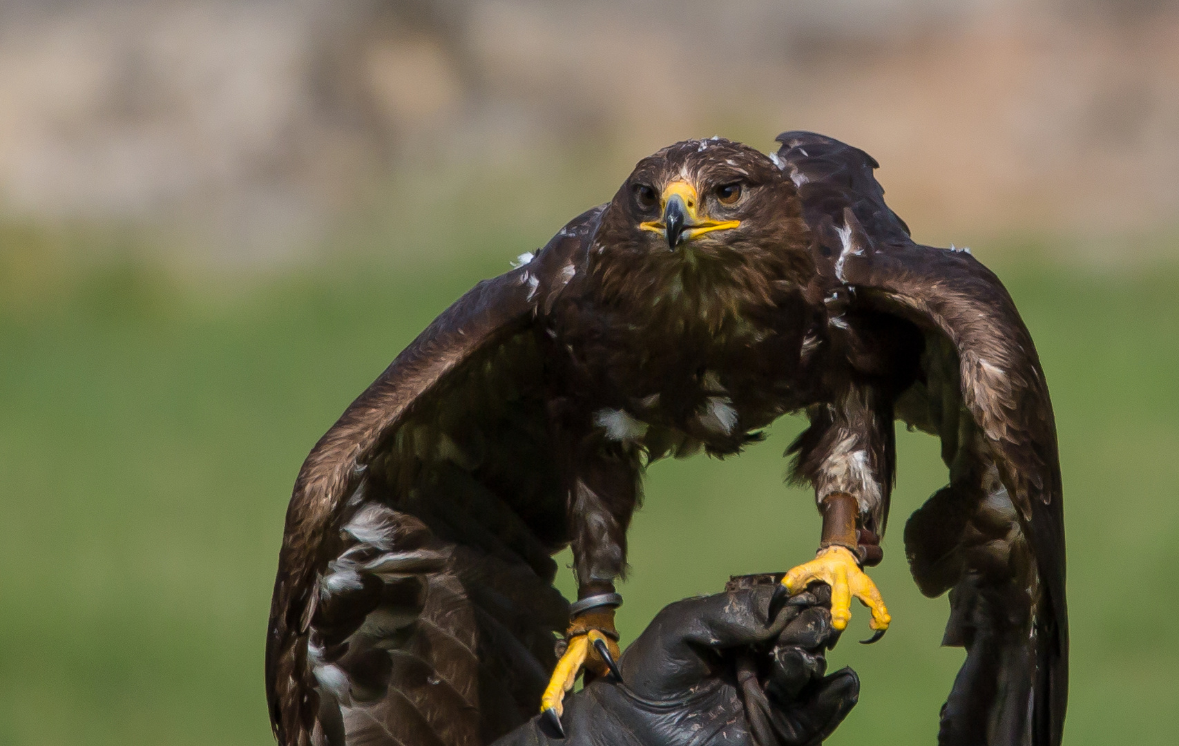 Adler beim start