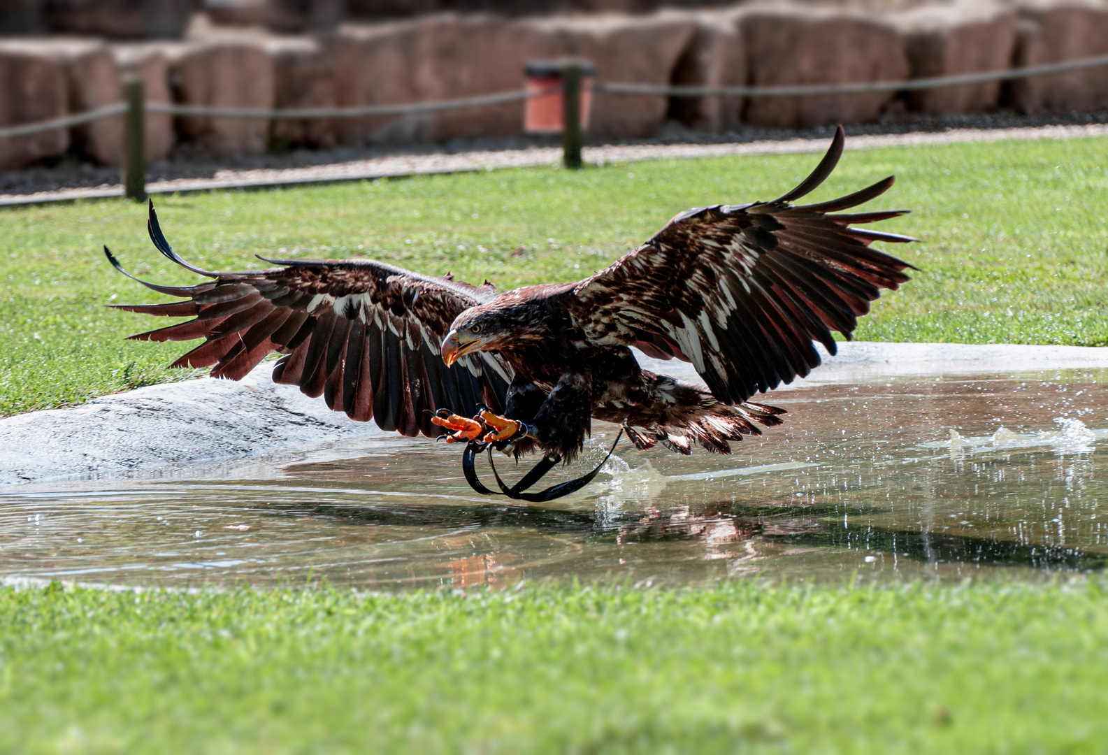 Adler beim Training