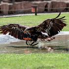 Adler beim Training