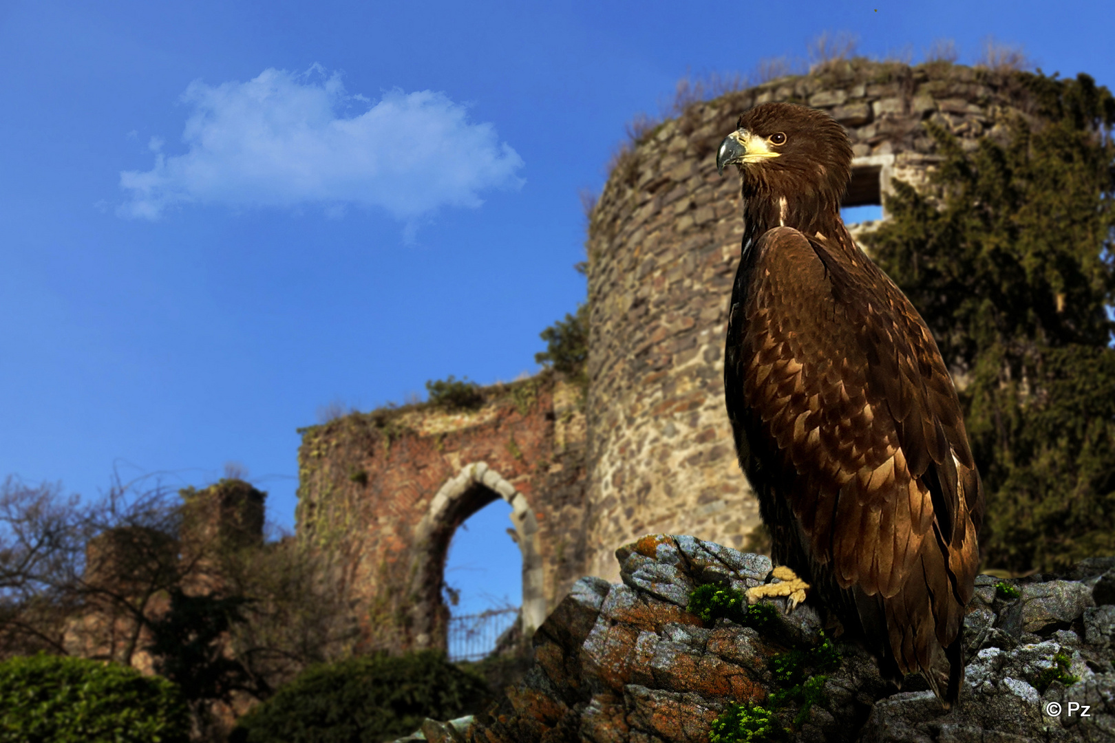 Adler-Besuch in den Ruinen von Schloss Hülchrath ...