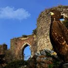Adler-Besuch in den Ruinen von Schloss Hülchrath ...