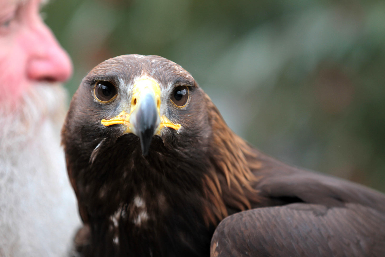 °°° Adler-Blick °°°