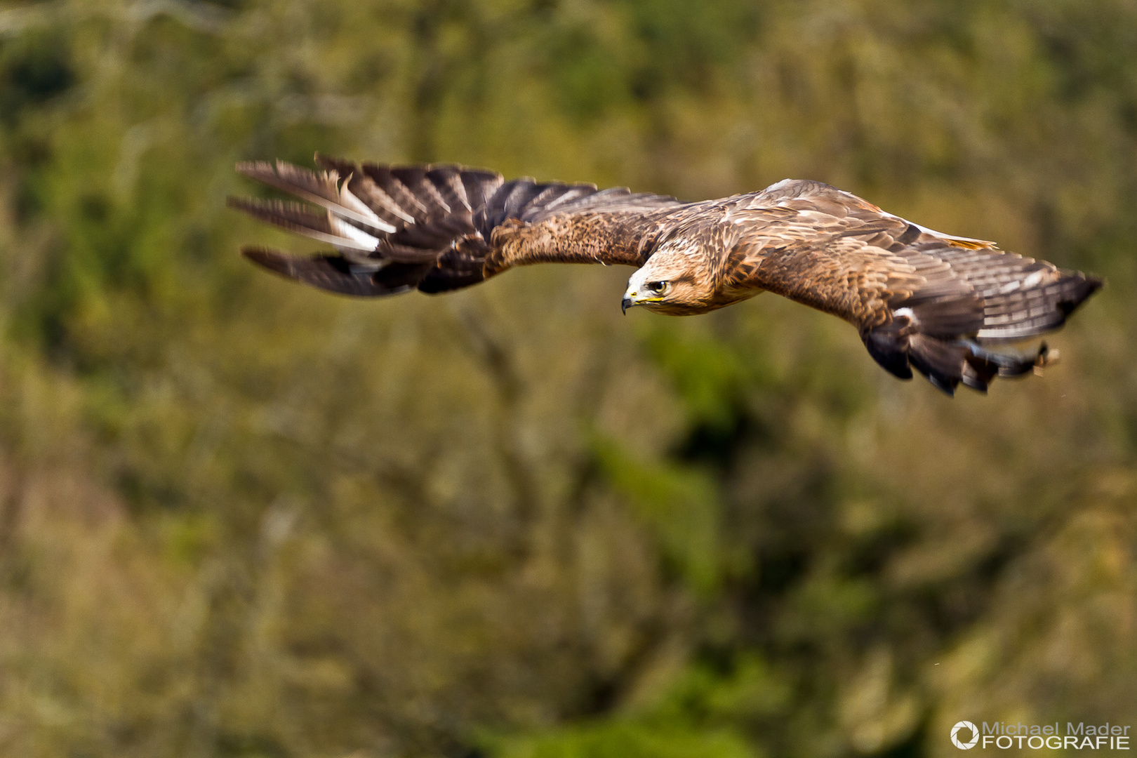 Adler Bussard "Wotan"