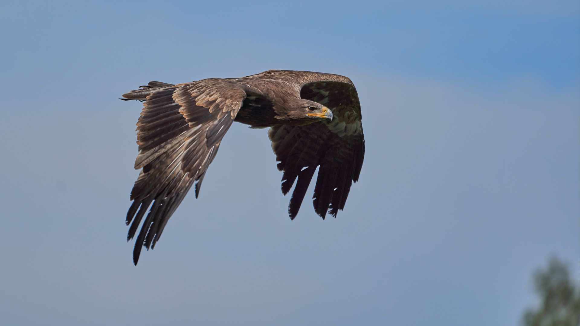 Adler Caruso, Wildpark Poing