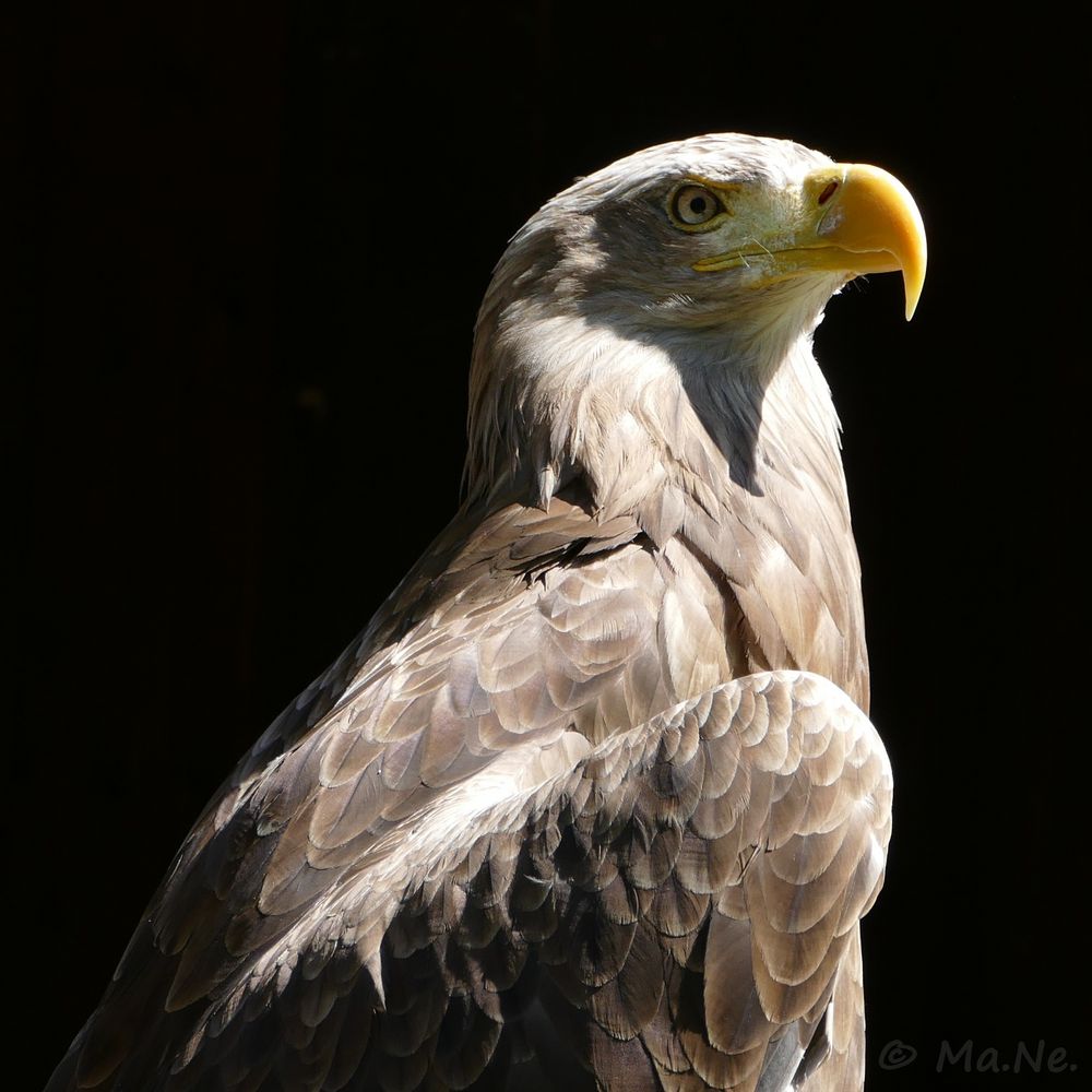 Adler