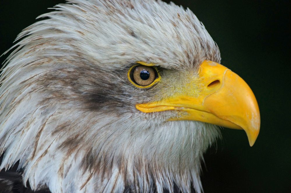Adler Foto & Bild tiere, wildlife, wild lebende vögel Bilder auf