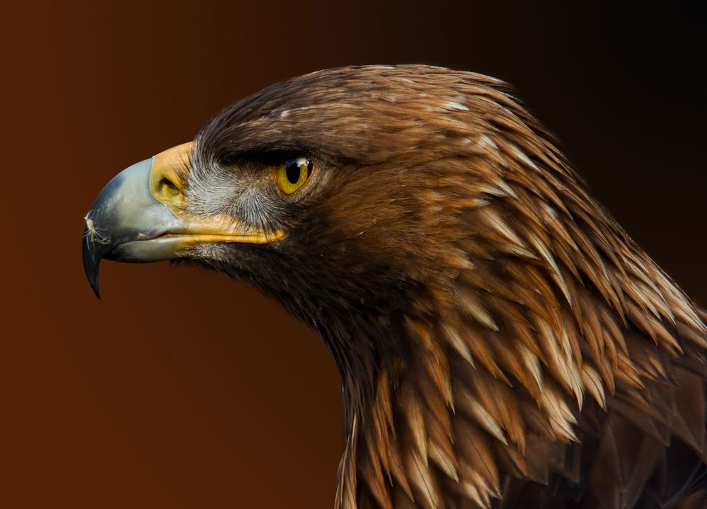 Adler Foto & Bild tiere, zoo, wildpark & falknerei, vögel Bilder auf