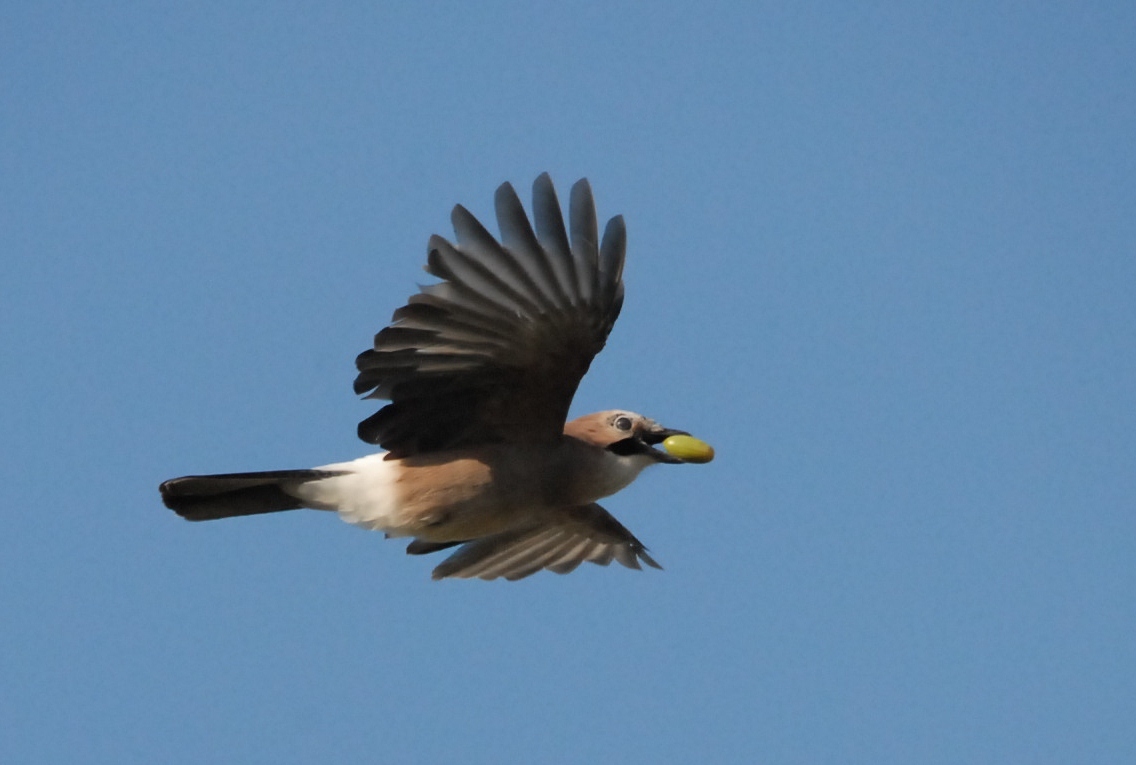 Adler, ..... der ein EIchelhäher war........!