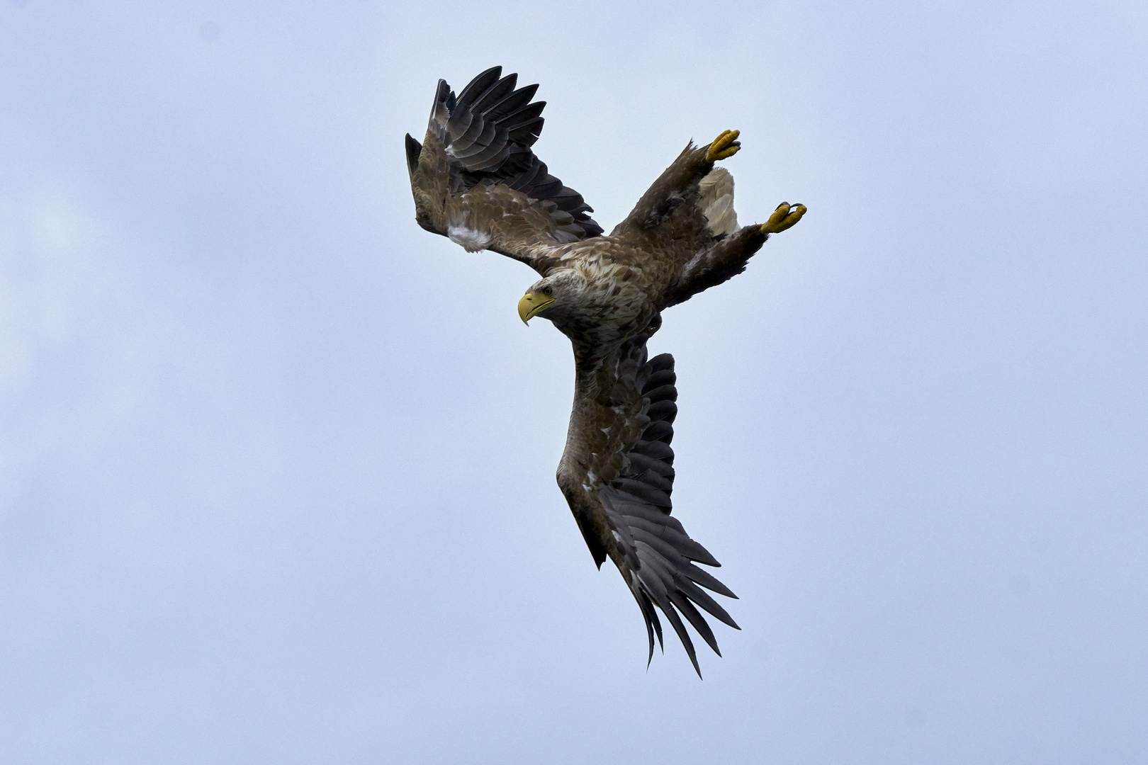 Adler, der König der Lüfte