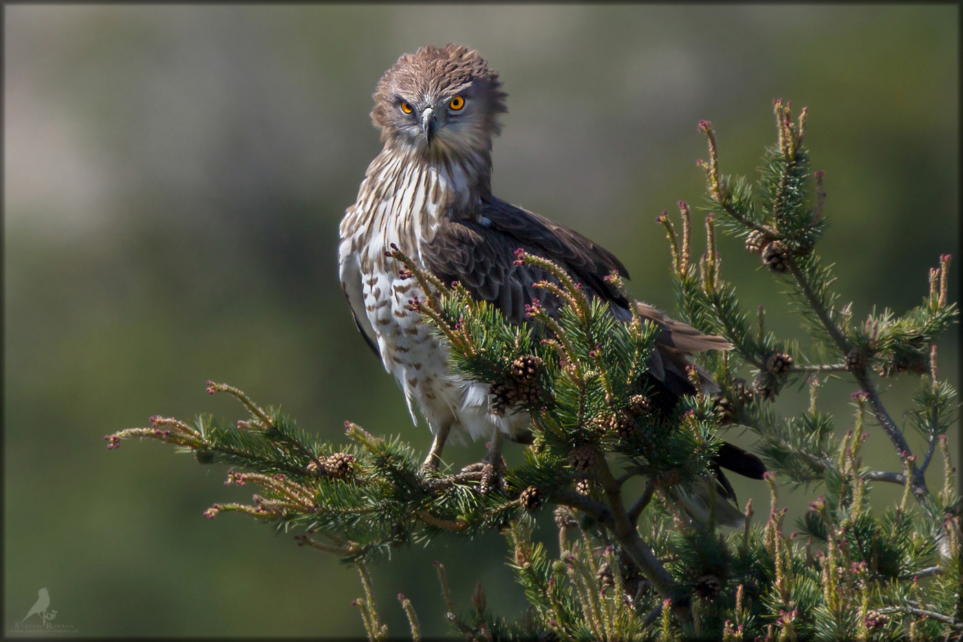 Adler der Provence