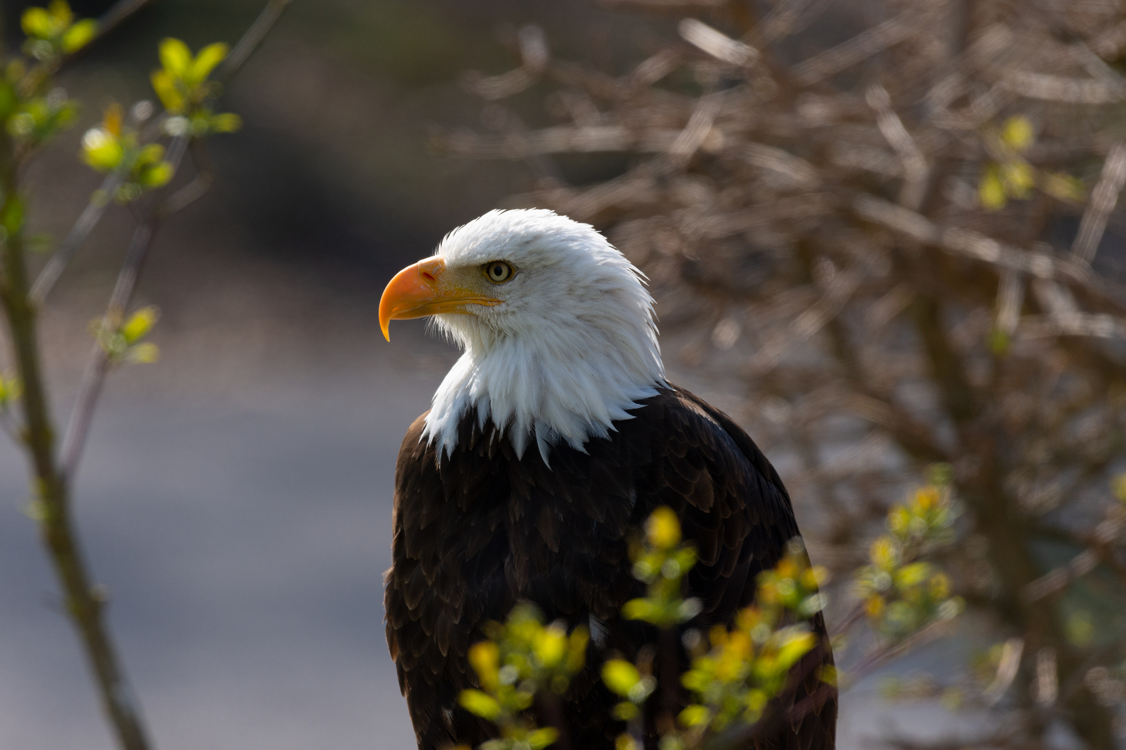 Adler eins