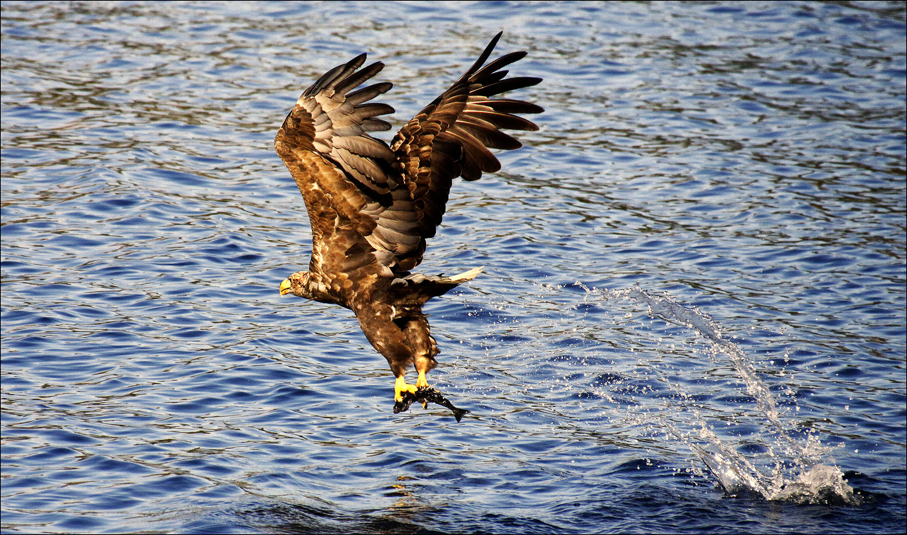 Adler - es gibt Fisch, Baby :-)