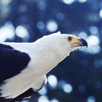 Adler (fc-Version)