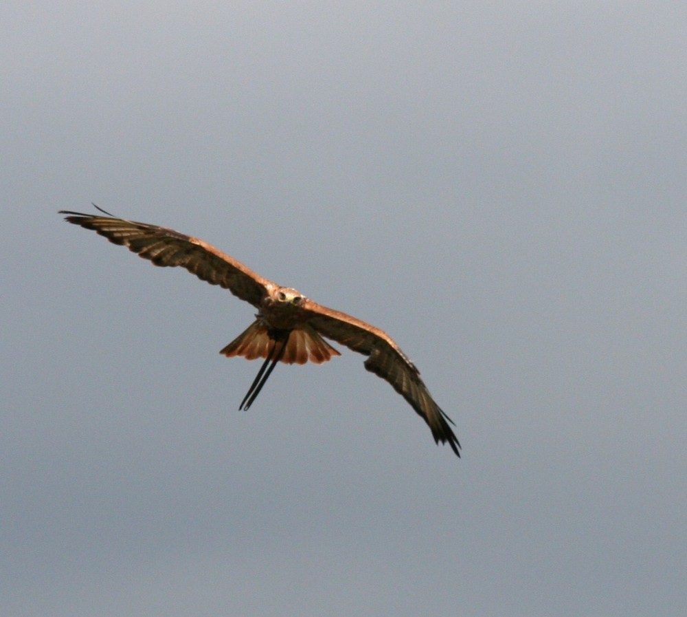 Adler Flug Foto & Bild tiere, zoo, wildpark & falknerei, vögel