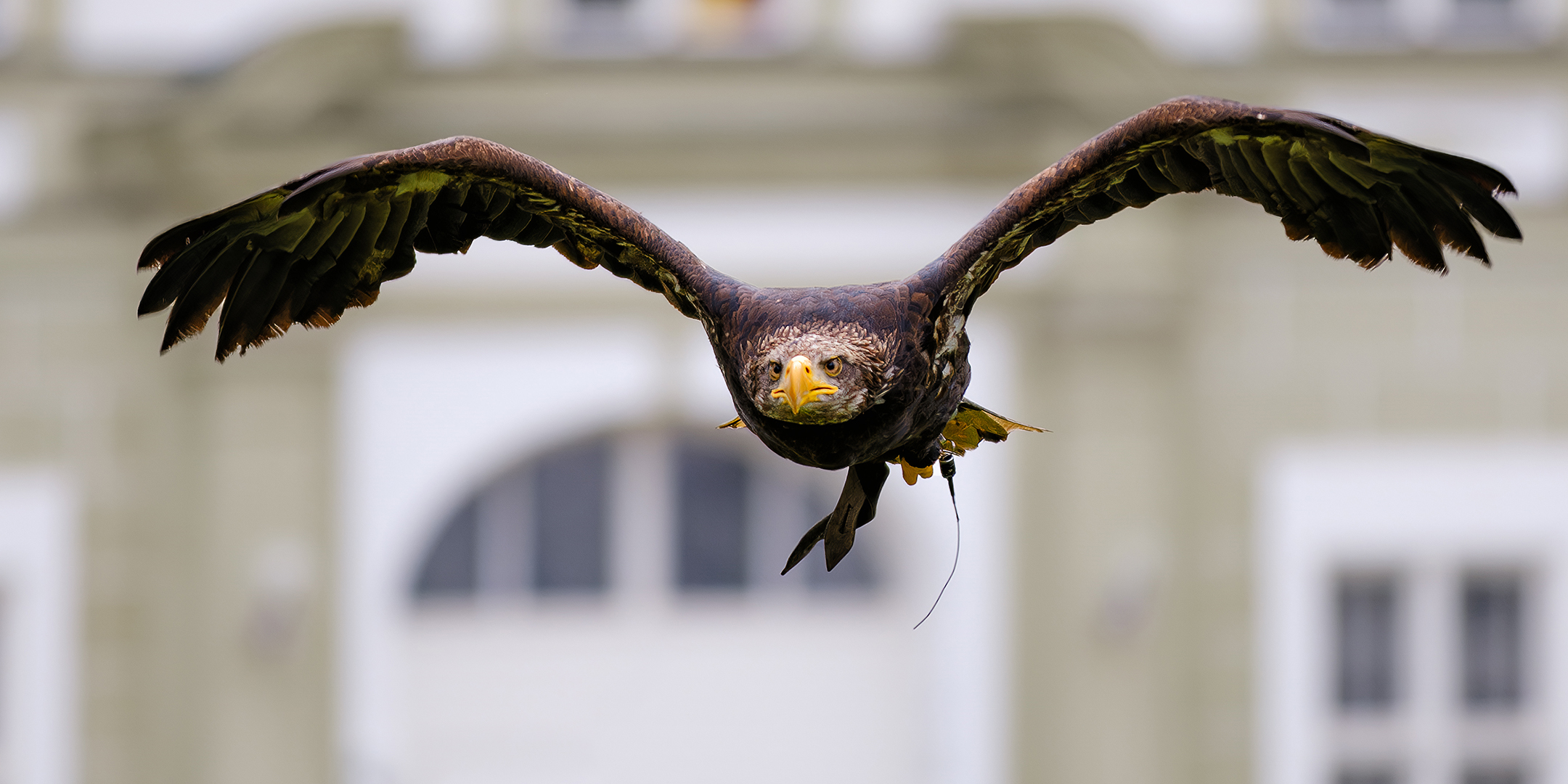 Adler Flug Greifvogelschau Fürstenfelder Naturfototage