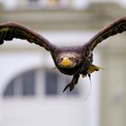 Adler Flug Greifvogelschau Fürstenfelder Naturfototage