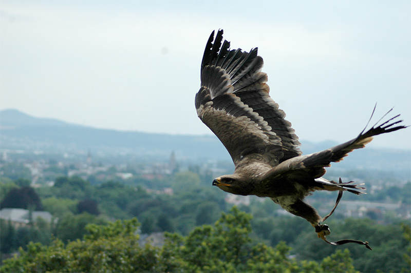 Adler Flugphase2