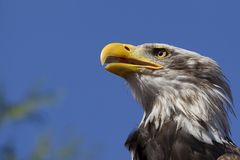 Adler-Flugshow