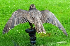 Adler - Flugversuch - Wildgehege Hellenthal