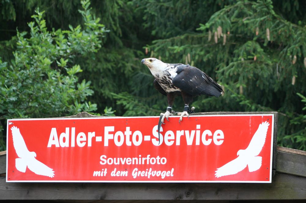 Adler Foto Service