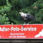 Adler Foto Service