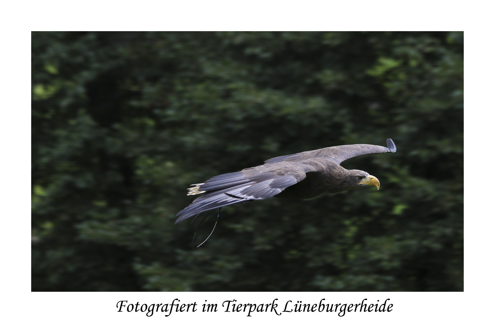 Adler fotografiert in der Lüneburgerheide 1
