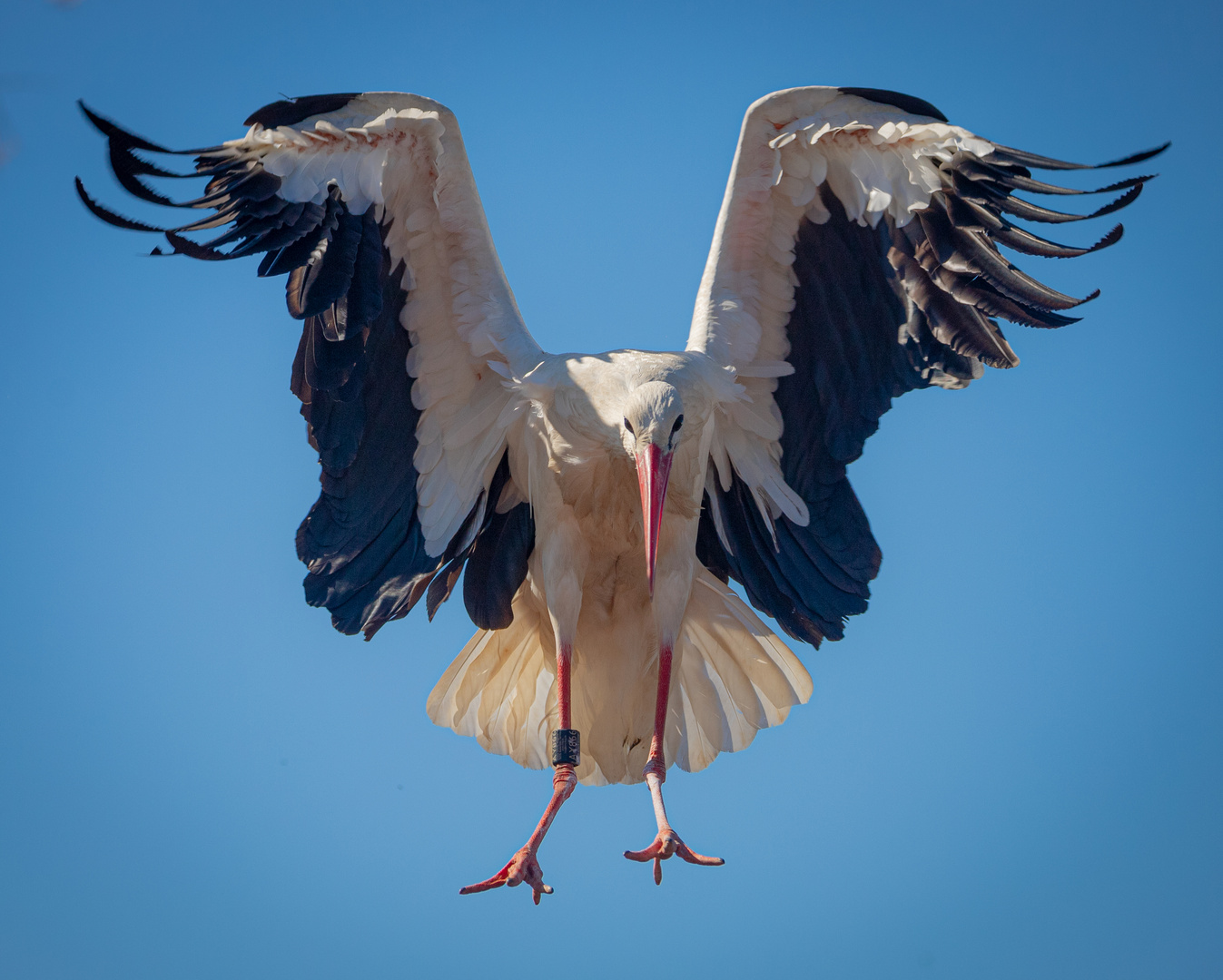 Adler für Arme