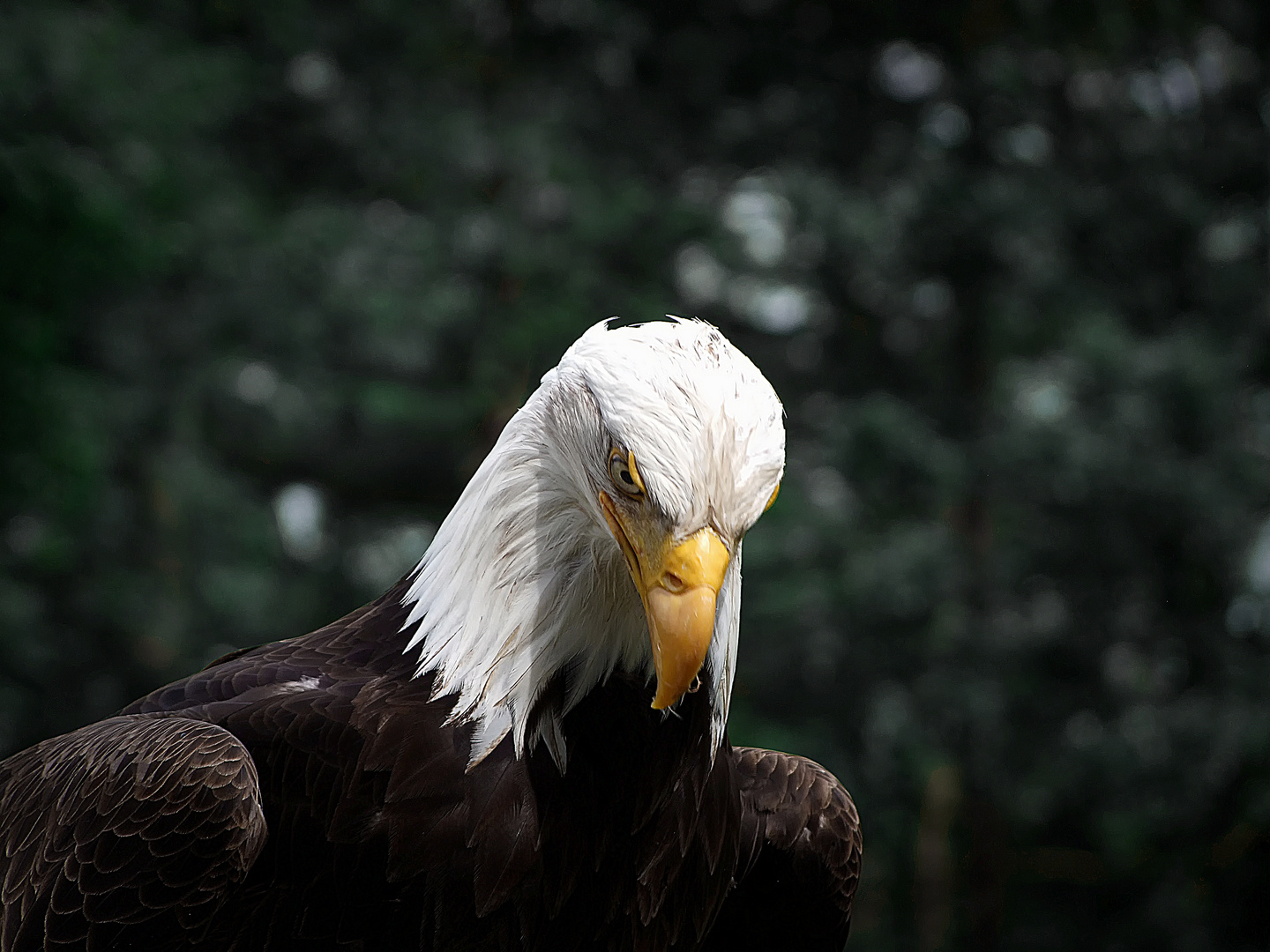 Adler, gnädig senkt er sein Haupt