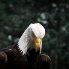 Adler, gnädig senkt er sein Haupt