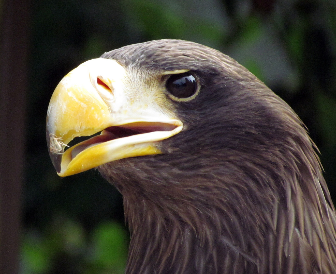 Adler, hm... aber welche Unterart? Ein Steinadler?