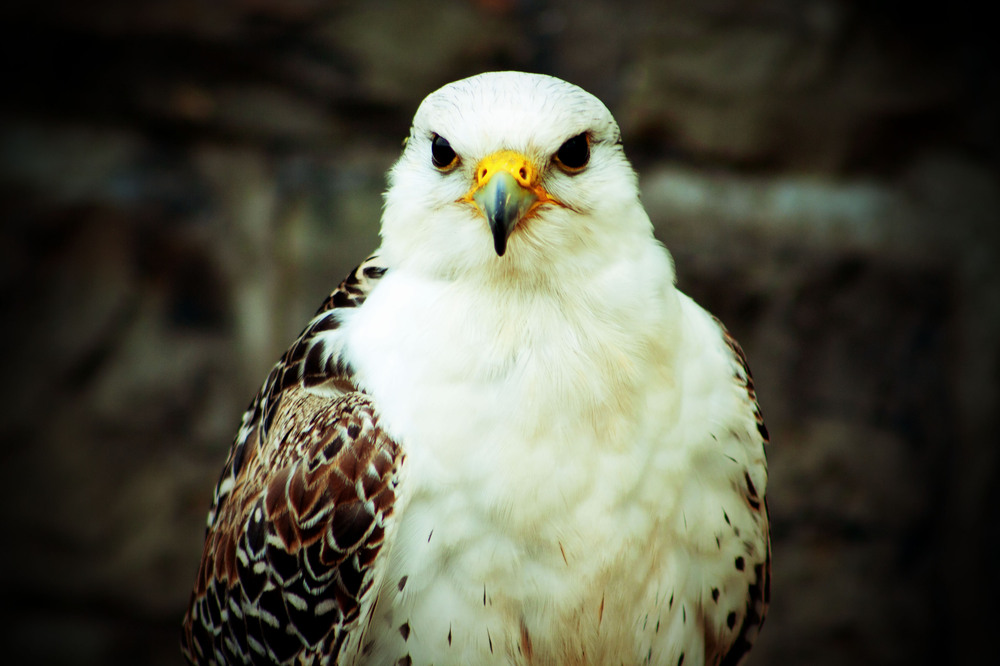 Adler Horst Foto & Bild tiere, wildlife, wild lebende vögel Bilder