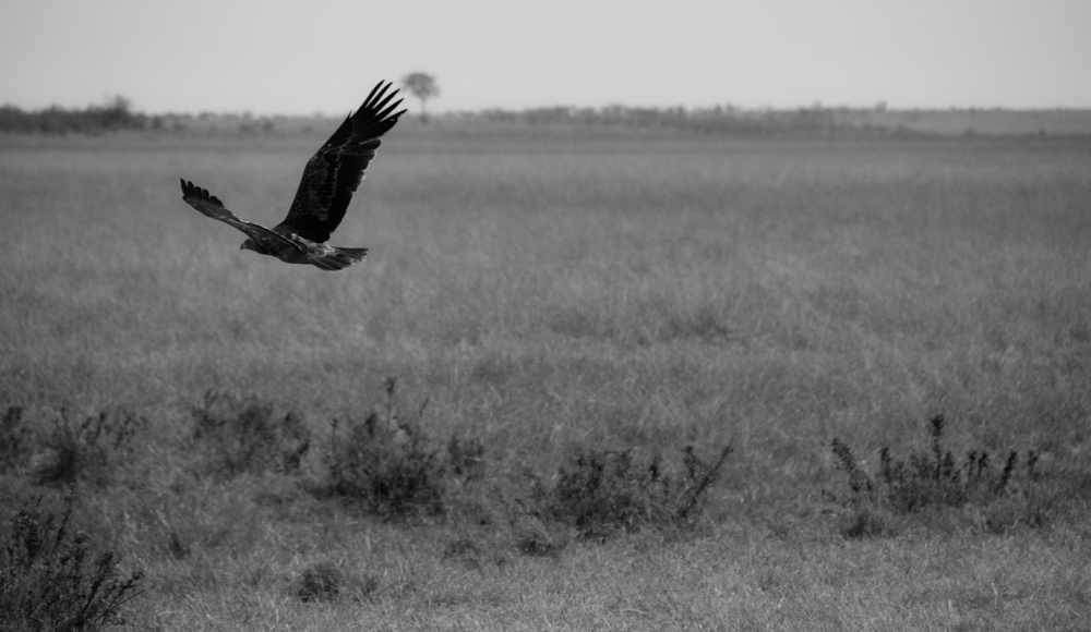 Adler II, Kenia